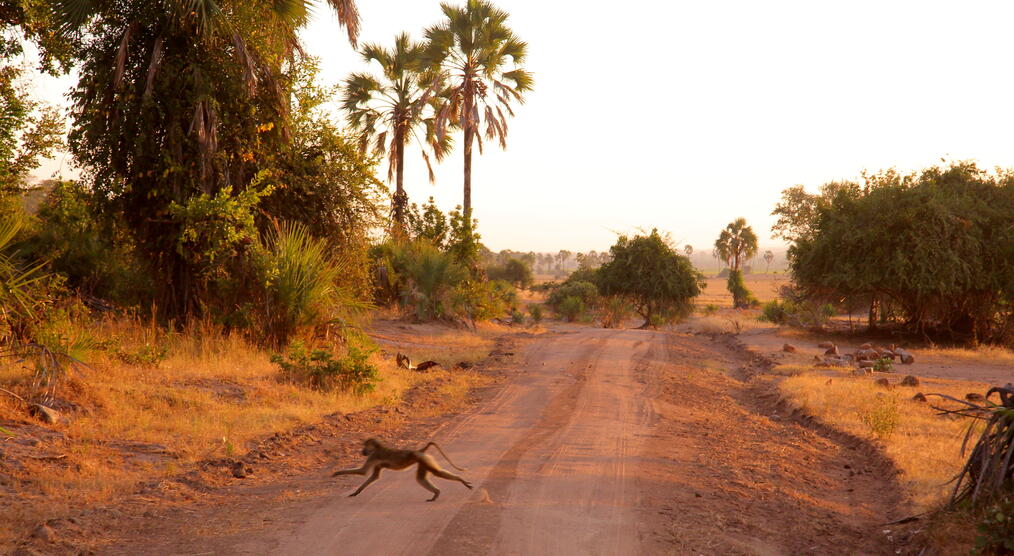 Liwonde Nationalpark