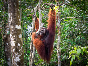 Orang Utan 