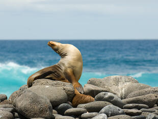 Seelöwen auf den Galapagos Inseln