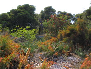 wilde unberührte Vegetation