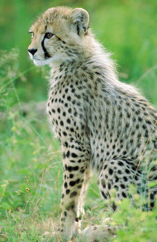 Gepard im Krüger Nationalpark