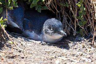 Zwergpinguine auf Phillip Island 