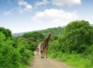 Giraffen im Krüger Nationalpark