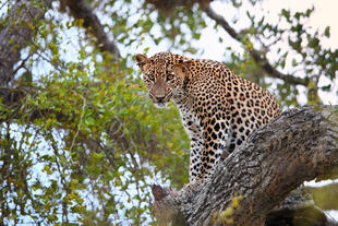 Leopard im Yala-Nationalpark