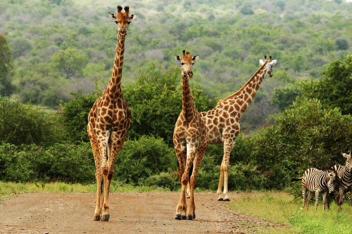 Giraffen im Krüger-Nationalpark