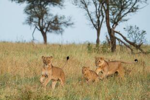 Löwenfamilie im Tarangire Nationalpark 