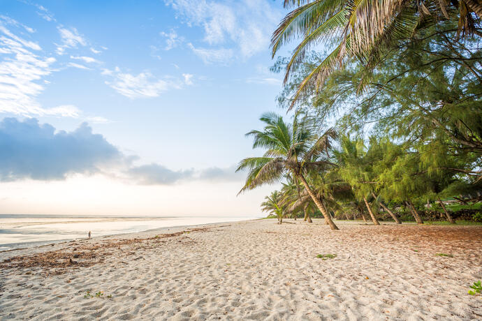 Palmen am Strand in Diani