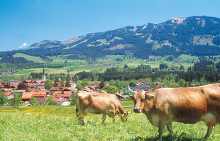 Wiesenlandschaft um Fischen 