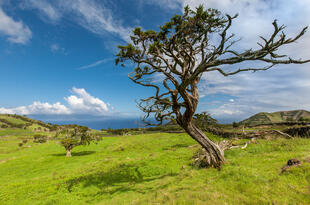 Alter Baum auf Pico