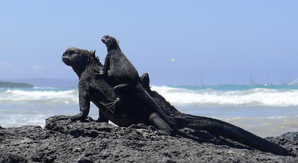 Schwarze Leguane auf Isabela Island, Galapagos Inseln