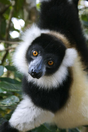 Lemur im Andasibe Nationalpark