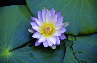 Seerose im Okavango Delta