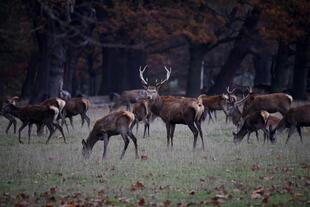 Wild im Park von Windsor Castle