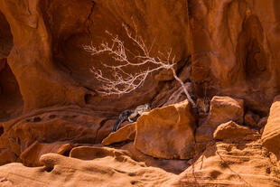 Echse in Twyfelfontein