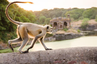 Ranthambore Nationalpark