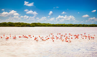 Flamingos im Nationalpark "Rio Lagartos"