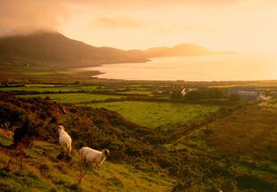 Grasende Schafe am Ring of Kerry