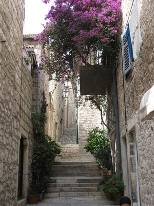 Lavendel in Hvar