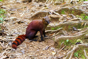 Lemur im Nationalpark