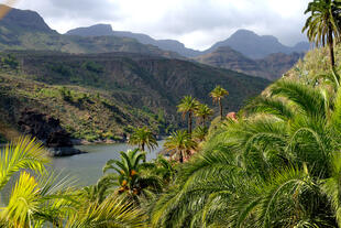 Valle del Cocora