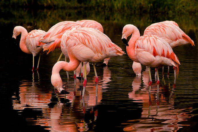 Flamingos