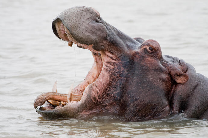 St. Lucia Wetlands Park Hippo