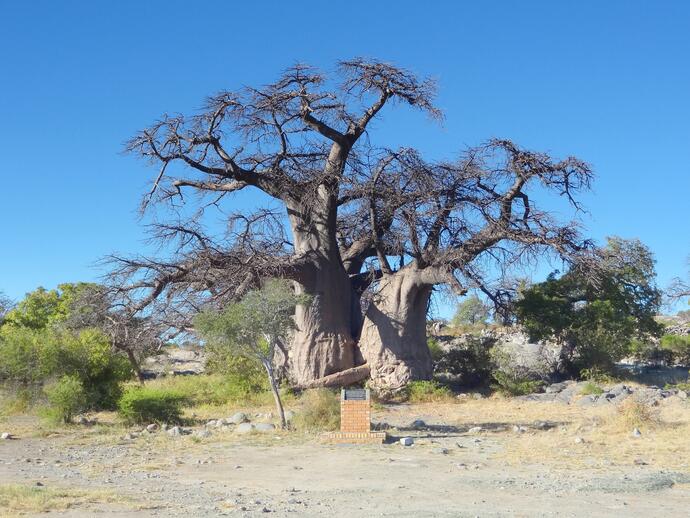 Baobab Tree