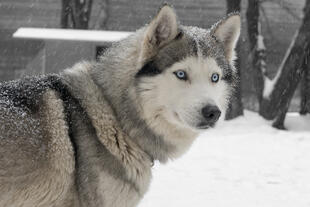 Siberian Husky