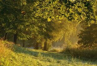 Landschaft im Hagaparken bei Sonnenaufgang