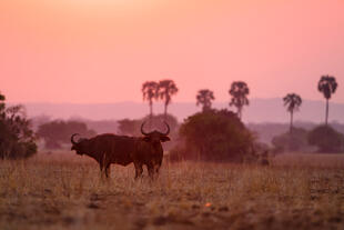 Liwonde Nationalpark