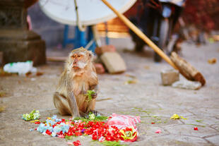 Affe auf Bali