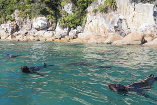 Seelöwen im Abel Tasman National Park 