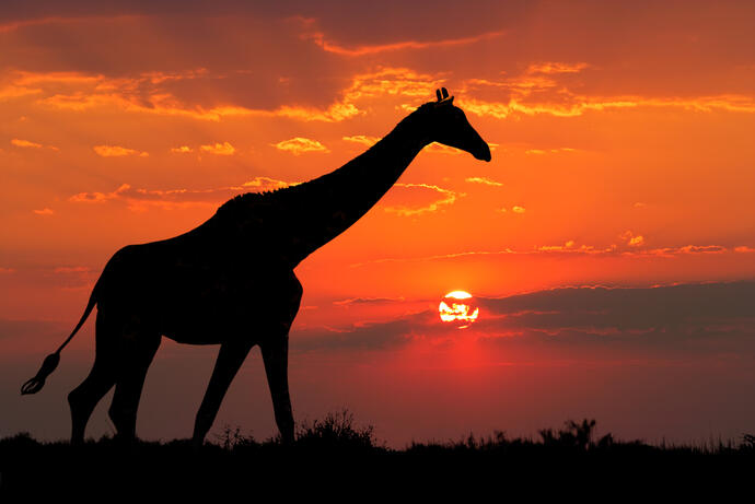 Giraffe im Krüger Park 