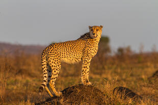 Cheetah