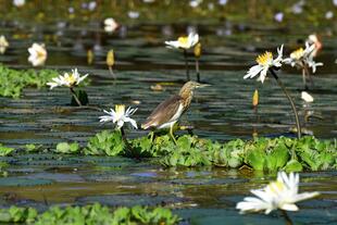 Vogelreservat im Nationalpark Djoudj