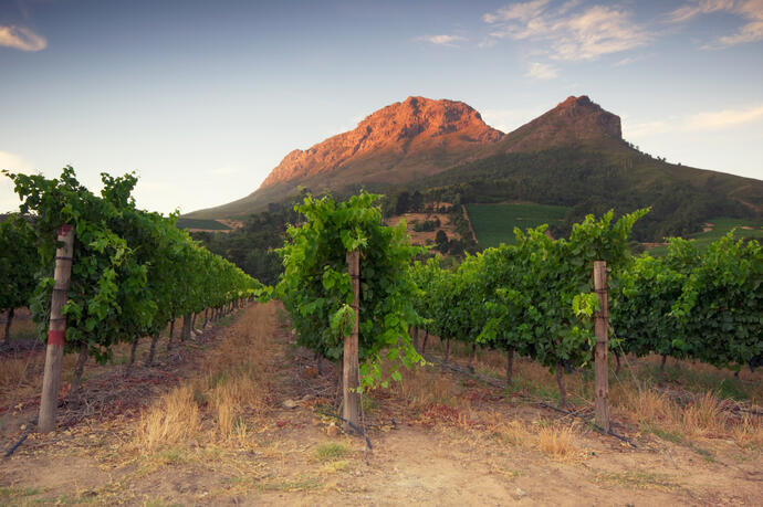 Weinreben in der Gegend von Stellenbosch