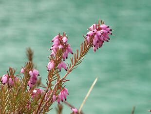 Blume am Sylvensteinsee