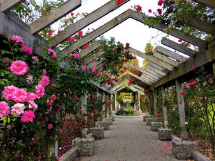 Rosengarten im Stanley Park 