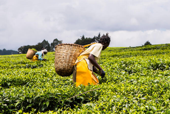 Satema Tea Estate