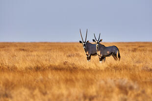 Savanne des Etosha Nationalparks