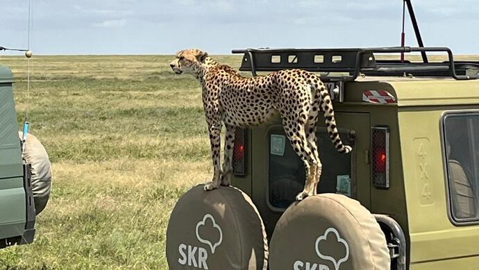 Ein Gepard steht während einer Tansania Rundreise auf einem Fahrzeug der Reisegruppe