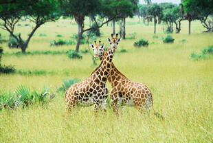 Giraffen im Nationalpark