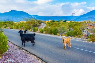 Ziegen auf der Straße nach Jebel Akhdar