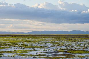 Amboseli See