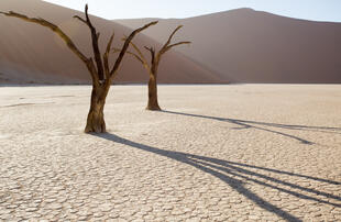 Dead Vlei in der Namib Wüste