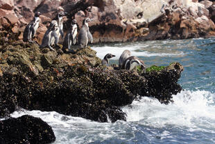 Humboldt Pinguine auf den Ballestas Inseln