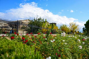 Blühende Blumen bei Ruinen von Pamukkale