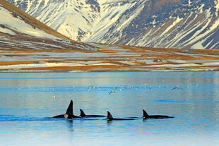 Orcas an der Küste Islands