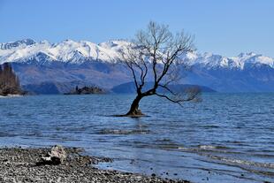 Der berühmte "Lone Tree" im Lake Wanaka