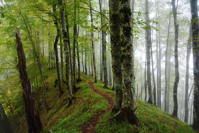 Lagodechi-Nationalpark